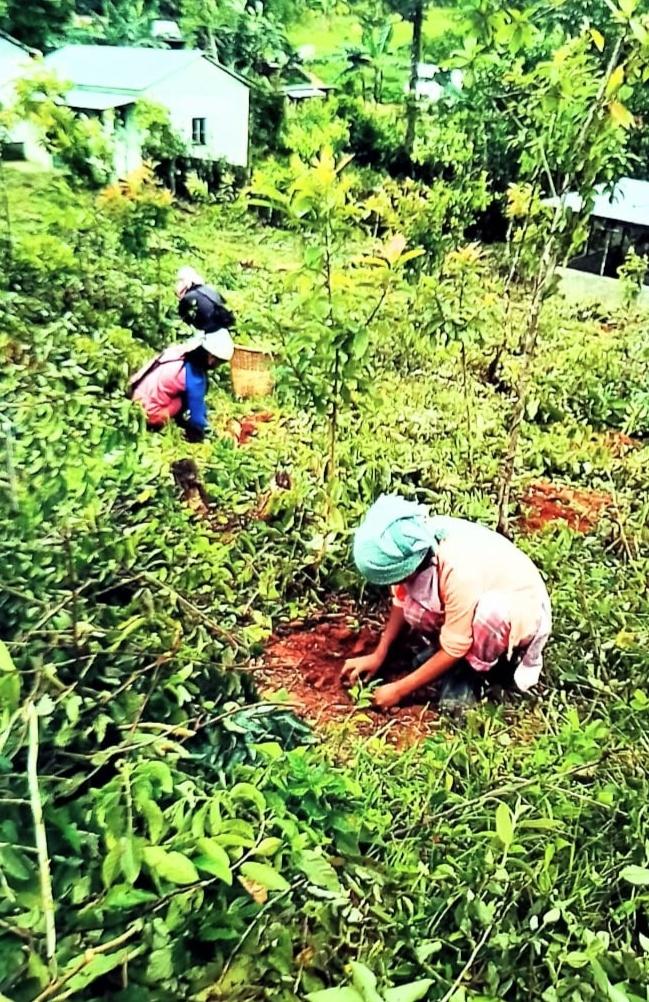 C:\Users\Lavinia Pde\Pictures\Camera Roll\Nongpyrdet\Nongpyrdet\IMG_20220719_124917.jpg